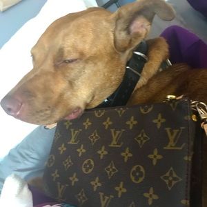 This is not for sale but here is my dog modeling!